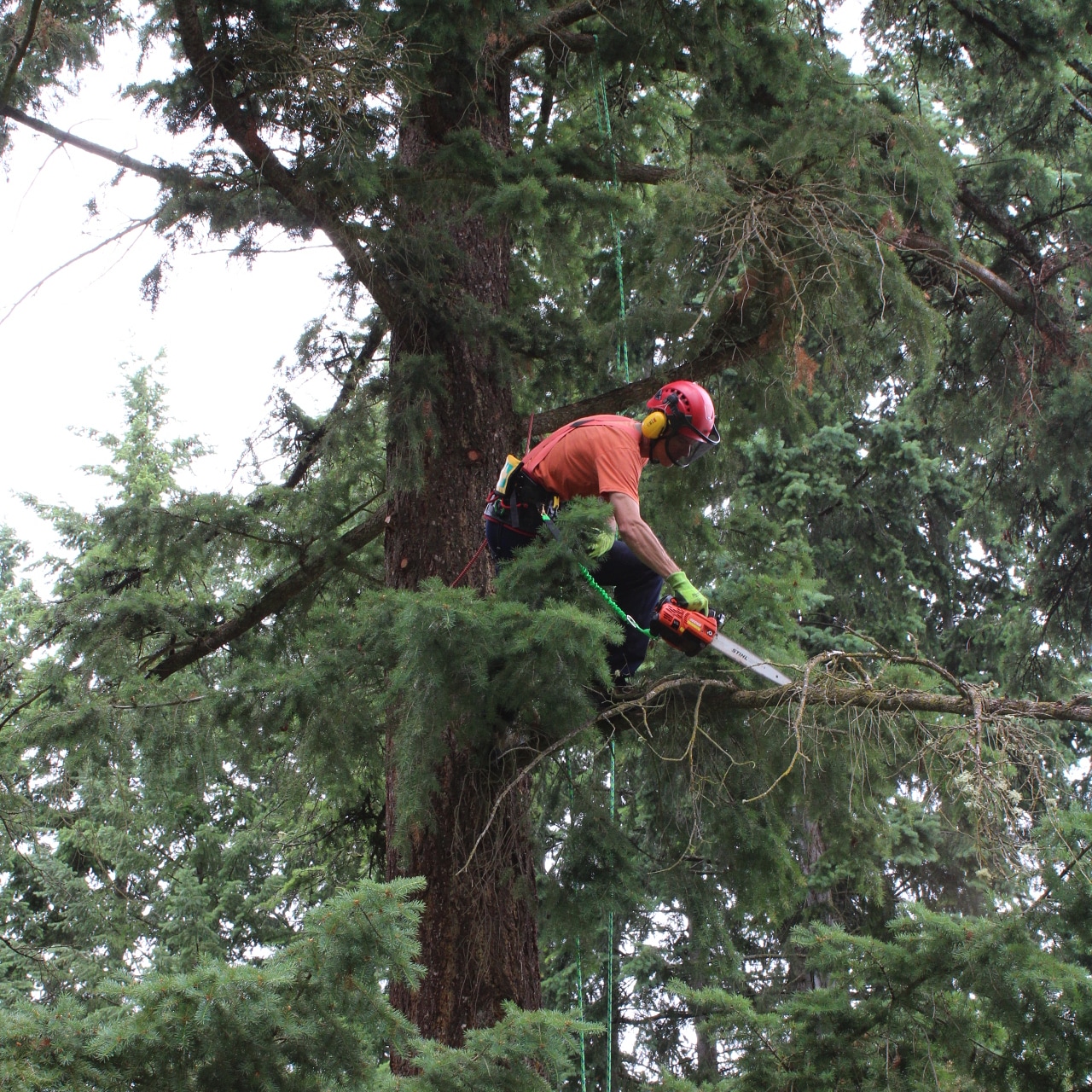 Man Pruning Dead Branch with Chainsaw