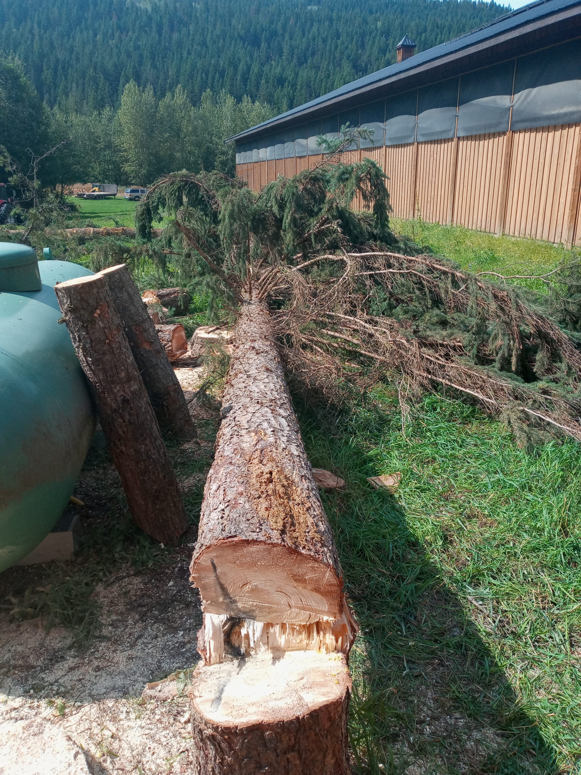 Chopped Down Tree on Ground