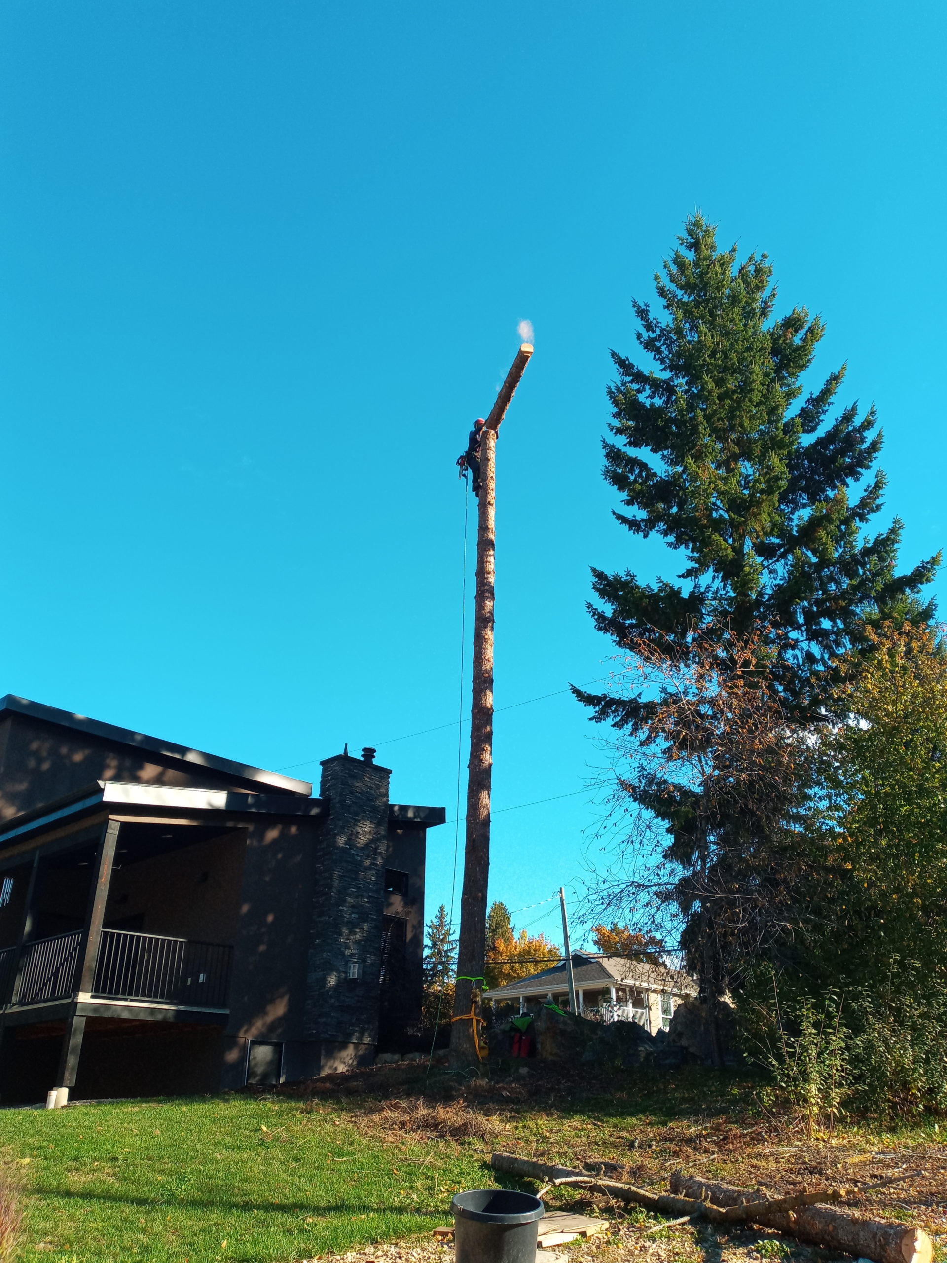 Limbed Tree Being Topped