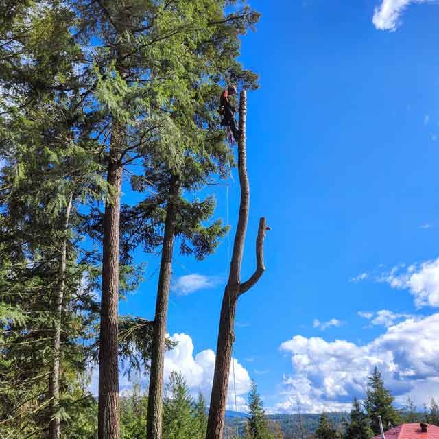 Cutting down a tall tree from the top