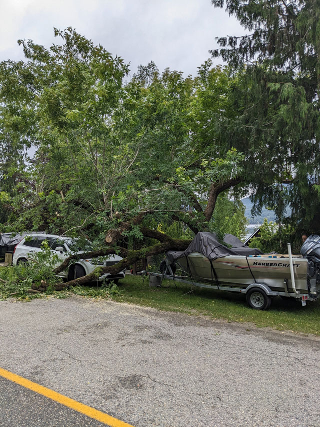 Emergency-tree-removal