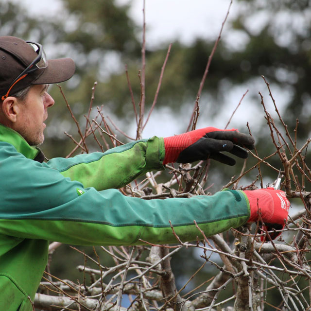 Pruning