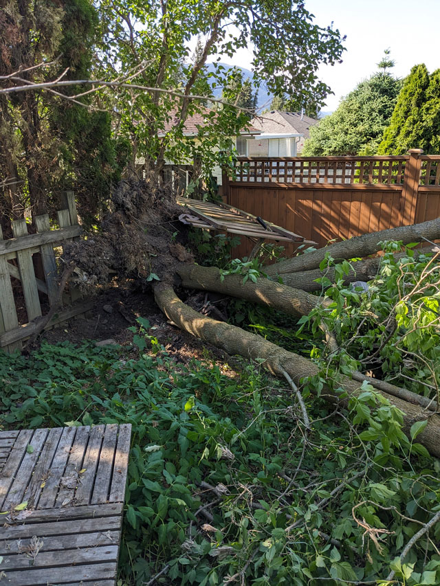 Storm-damaged-trees-and-branches-in-a-yard