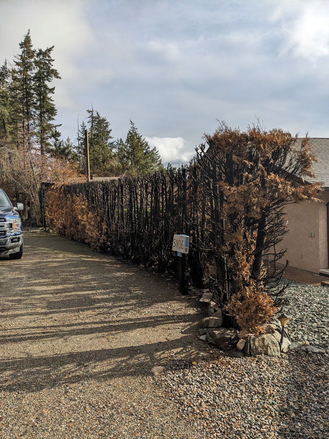 Wildfire risk reduction: trim back or remove dead or dying trees and hedges on your property.