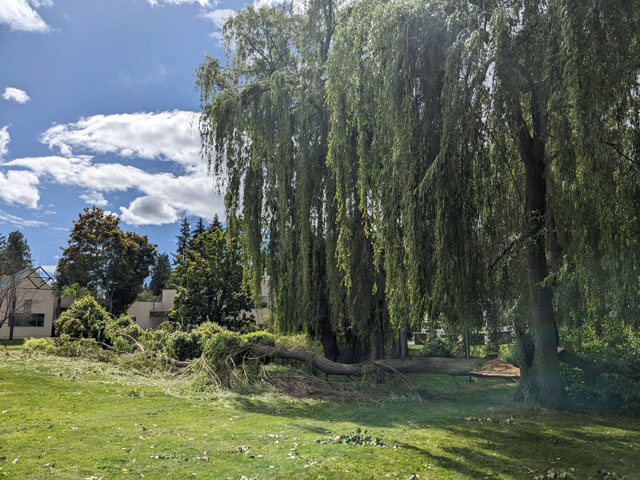 storm-damaged-fallen-trees